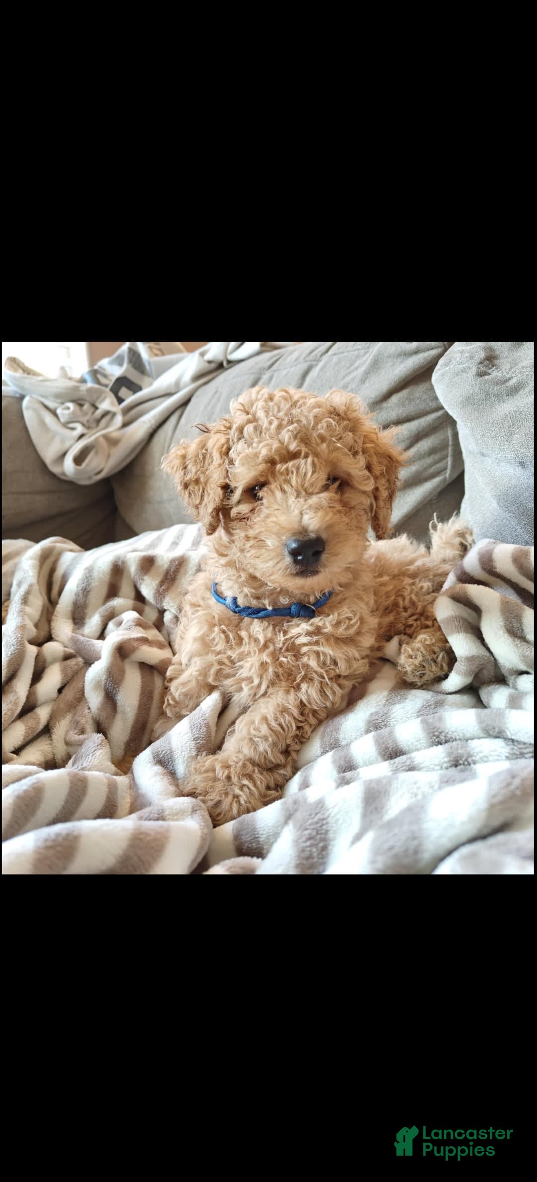 Miniature Poodle dogs for sale: Blue - Image 1