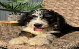 Bernedoodle dogs for sale: Sadie - Image 2