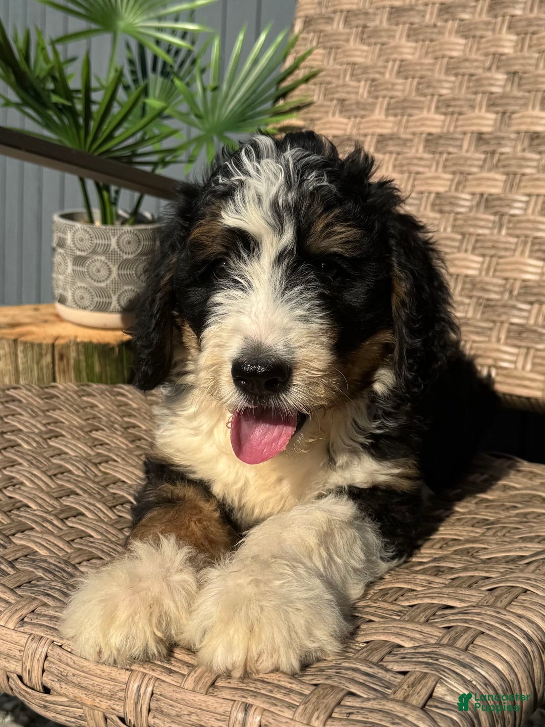 Bernedoodle dogs for sale: Sadie - Image 2