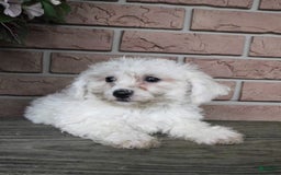 Bichon Frise dogs for sale: Addie - Image 2