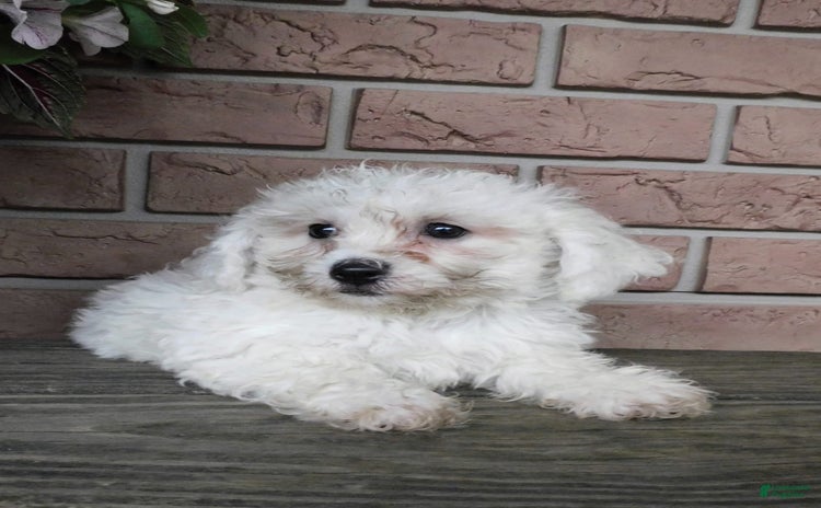 Bichon Frise dogs - Advert 28