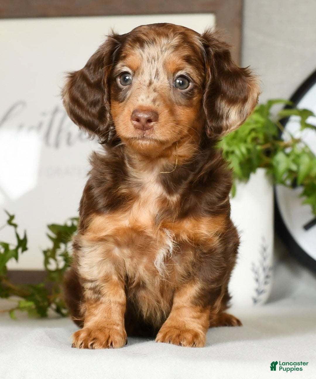 Miniature Dachshund dogs for sale: Anton - Image 1