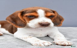 Beagle dogs for sale: Tyson - Image 4