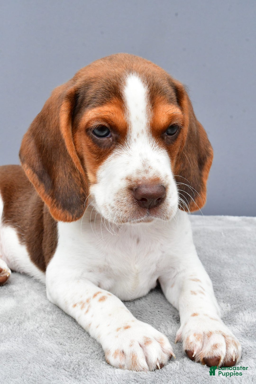 Beagle dogs for sale: Tyson - Image 4