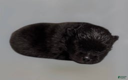 Pomeranian dogs for sale: Jet - Image 18