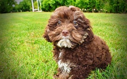 Havapoo dogs for sale: Tucker - Image 18