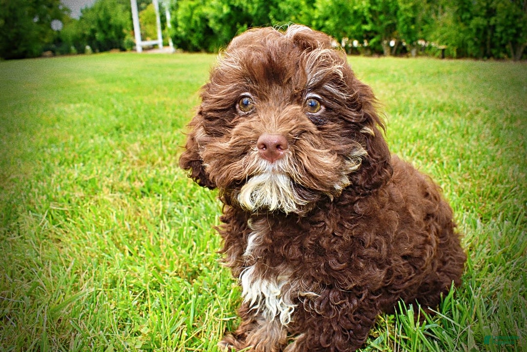 Havapoo dogs for sale: Tucker - Image 18