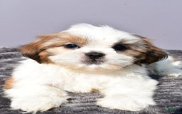 Shih Tzu dogs for sale: Udaysah - Image 3
