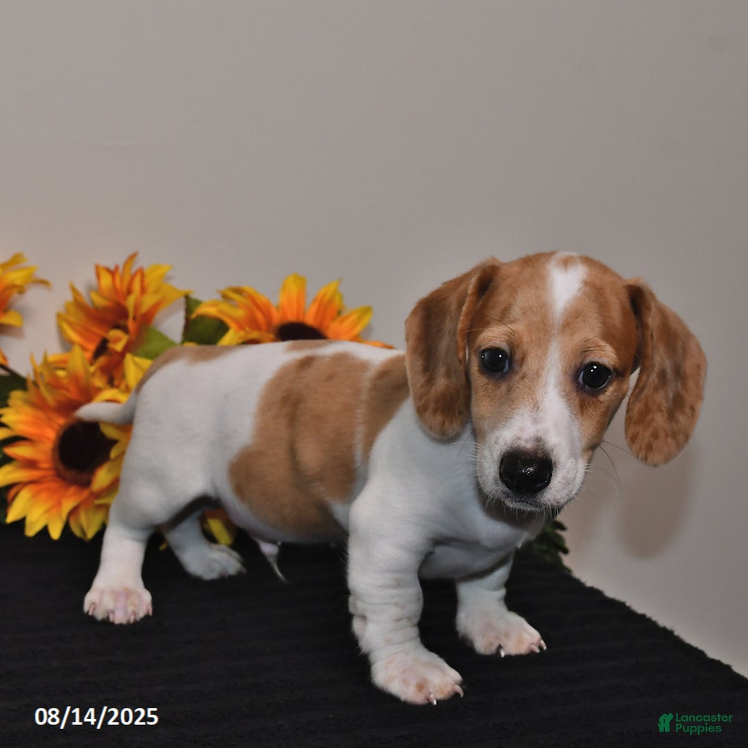 Miniature Dachshund dogs for sale: Wiggles - Image 5