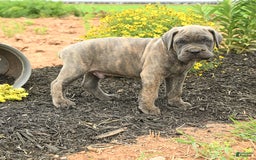 Cane Corso dogs for sale: Ivar - Image 5