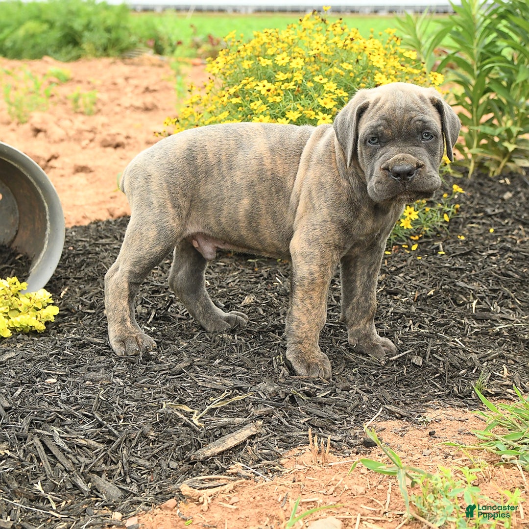 Cane Corso dogs for sale: Ivar - Image 5