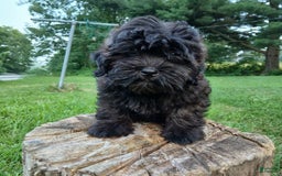 Shihpoo dogs for sale: Cheyenne - Image 2
