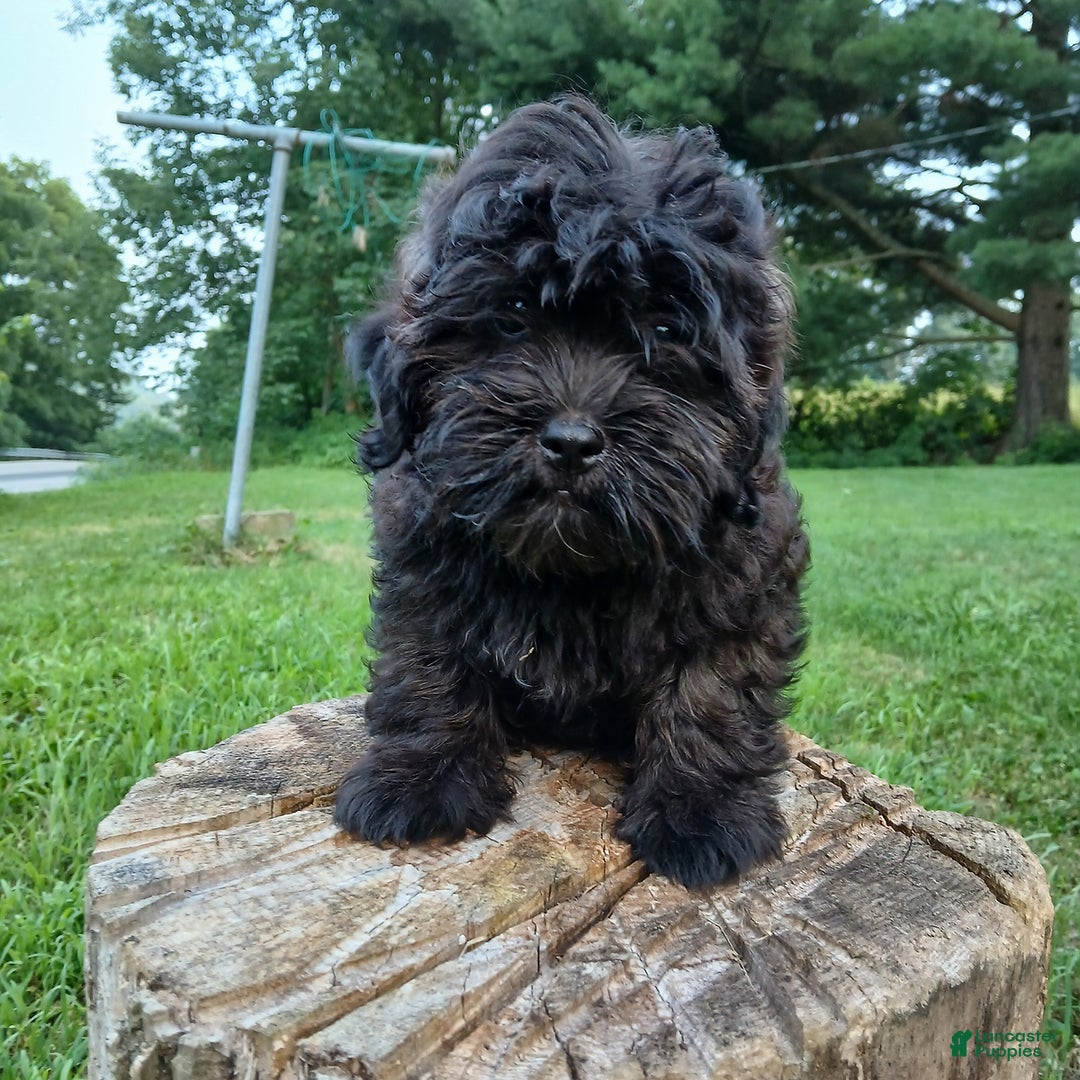 Shihpoo dogs for sale: Cheyenne - Image 2