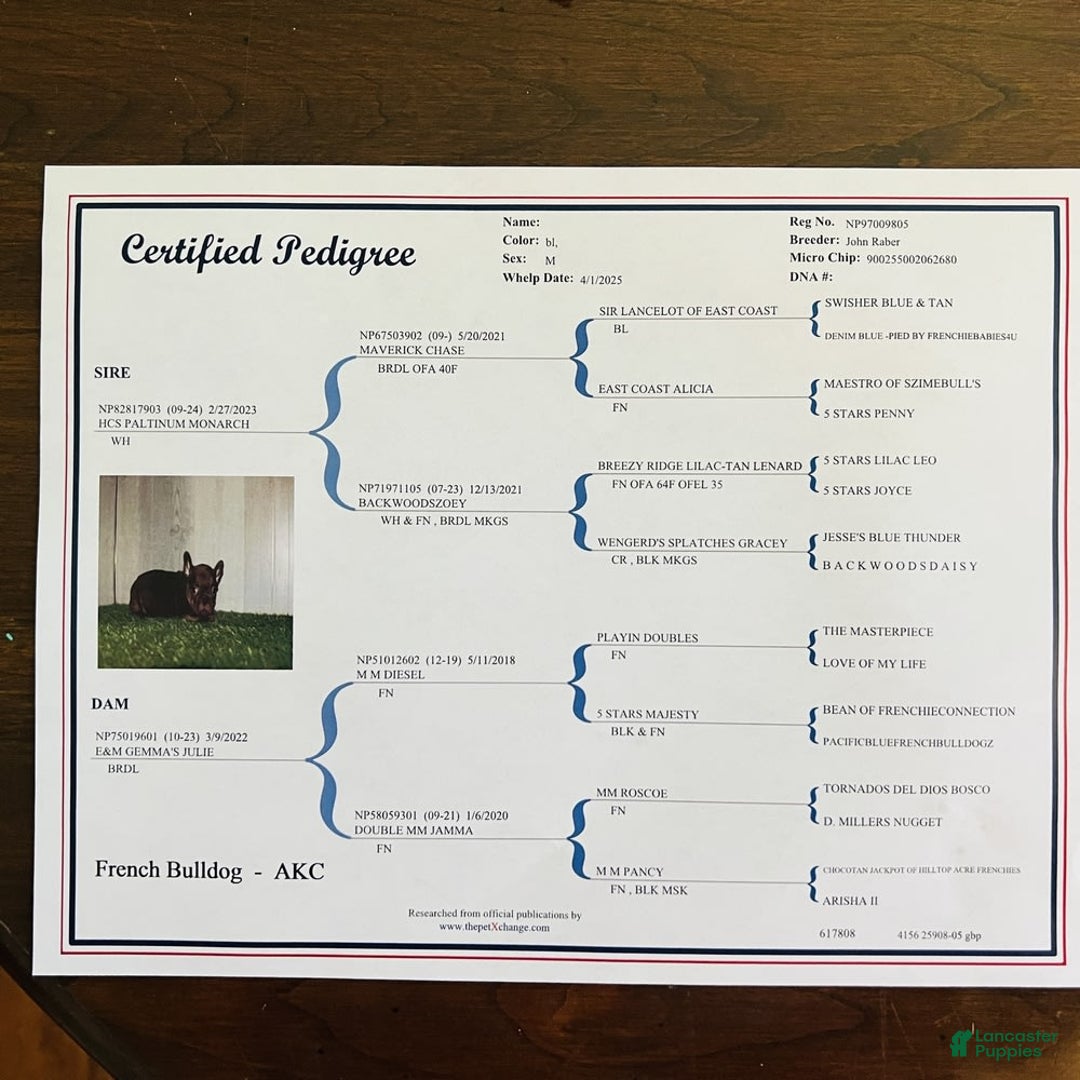 French Bulldog dogs for sale: Buddy - Image 4