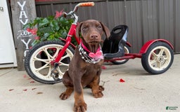 Doberman Pinscher dogs for sale: Margi - Image 6
