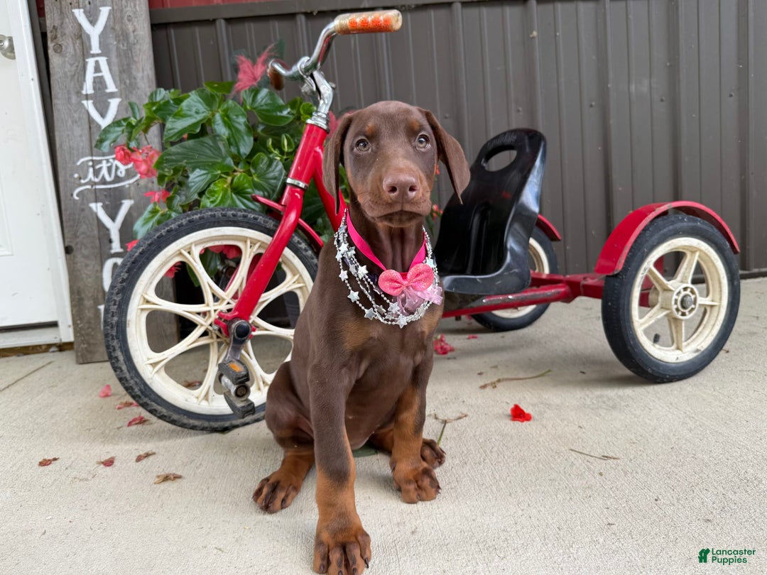Doberman Pinscher dogs for sale: Margi - Image 6