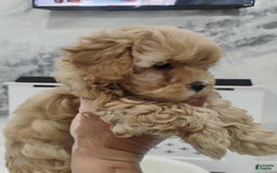 Maltipoo dogs for sale: Stacey - Image 3