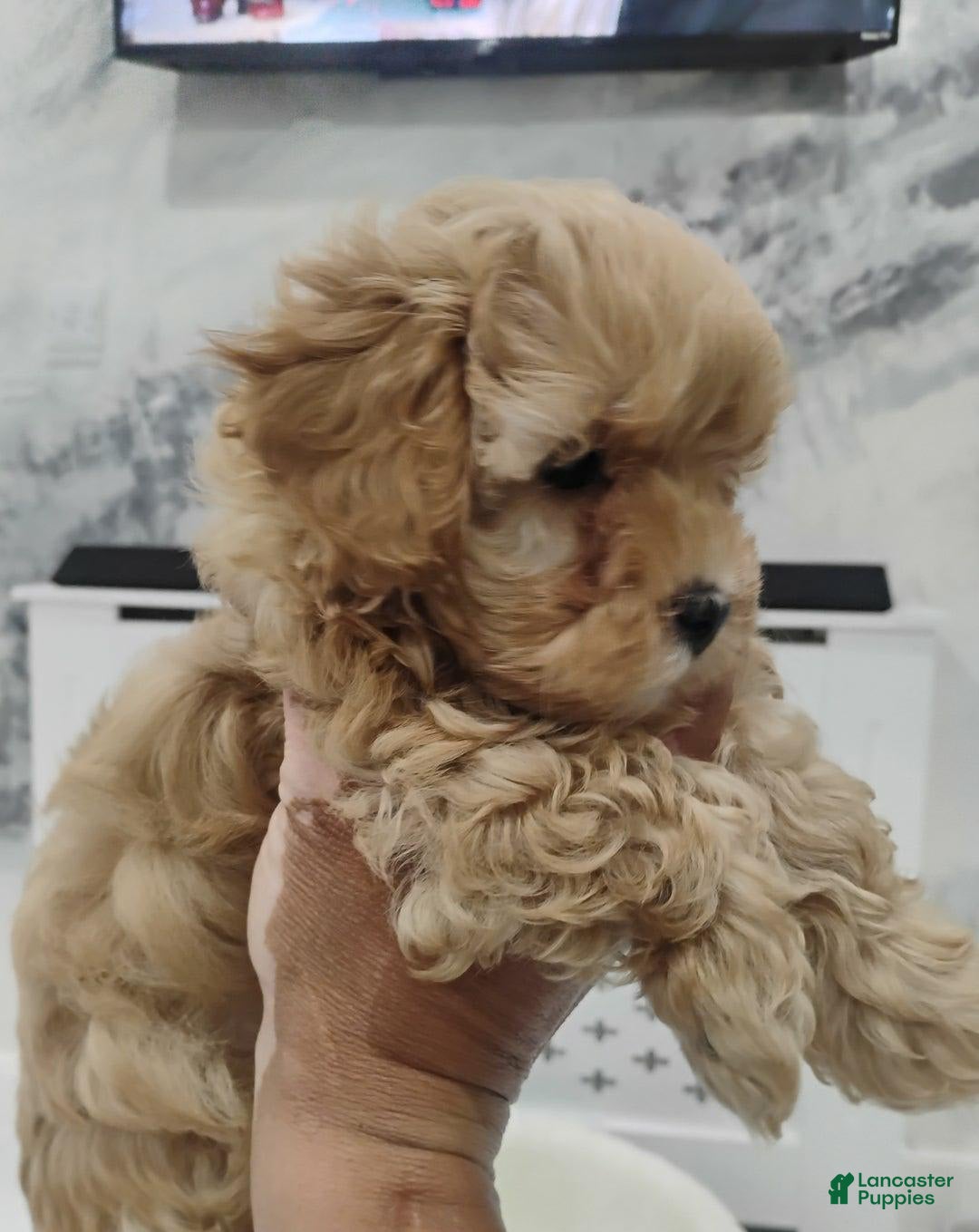 Maltipoo dogs for sale: Stacey - Image 3