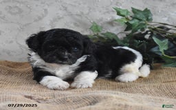 Cavapoo dogs for sale: Alisha - Image 5