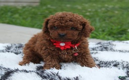 Toy Poodle dogs for sale: Kody - Image 11
