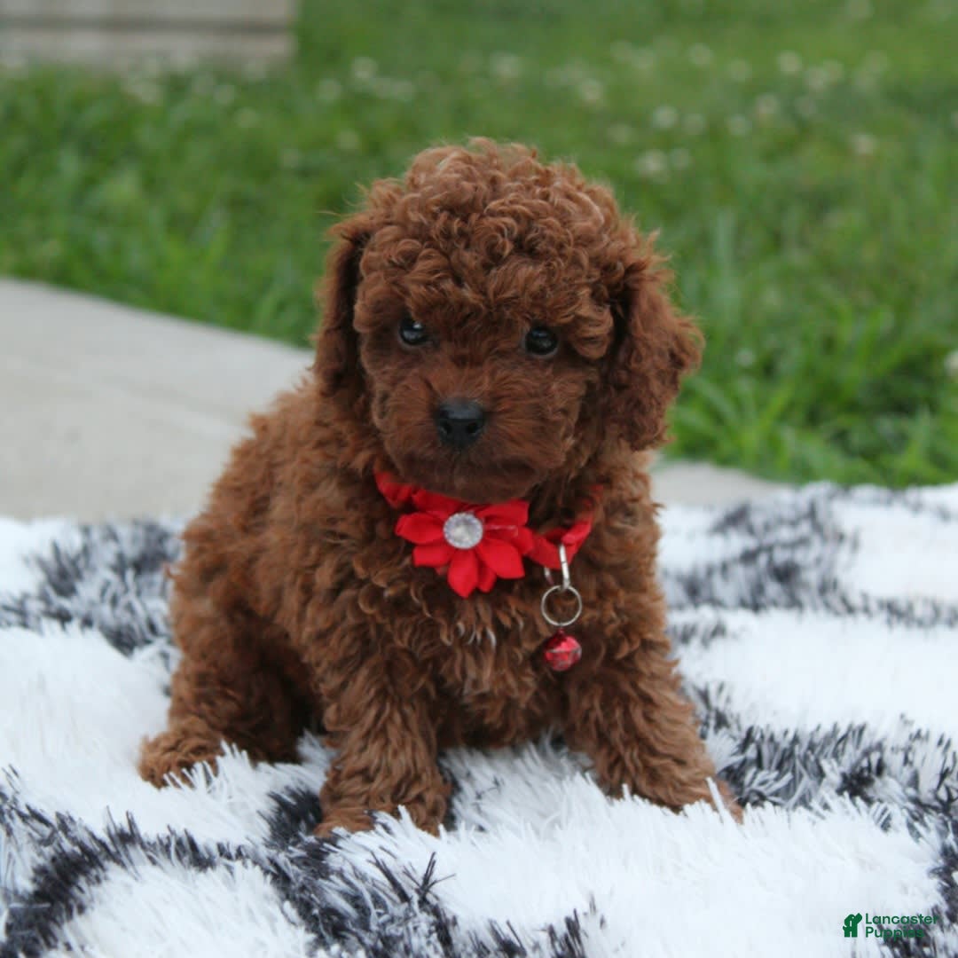 Toy Poodle dogs for sale: Kody - Image 11