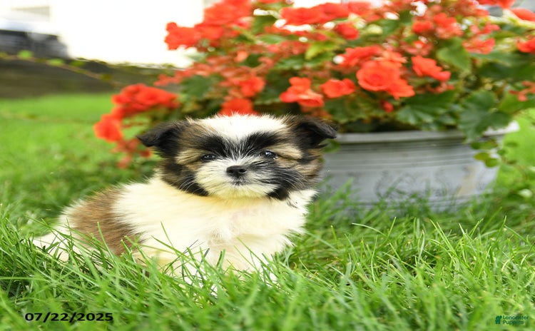 Pomeranian dogs for sale - Ad 4