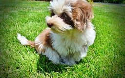 Havapoo dogs for sale: Vixen - Image 6