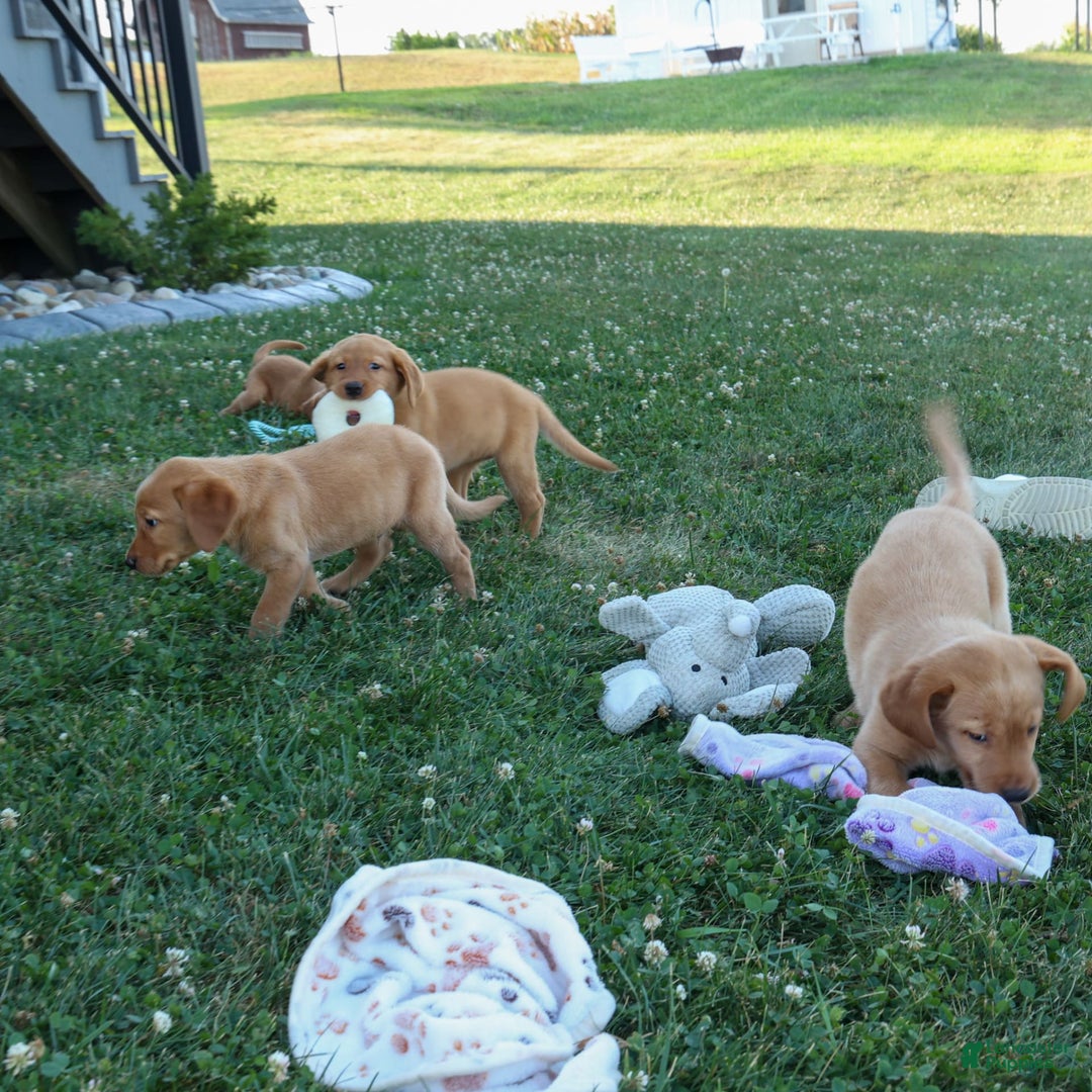 Labrador Retriever dogs for sale: Red Fox Geo - Image 19
