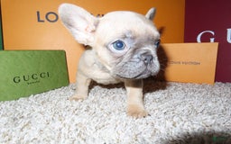 French Bulldog dogs for sale: Bella - Image 1