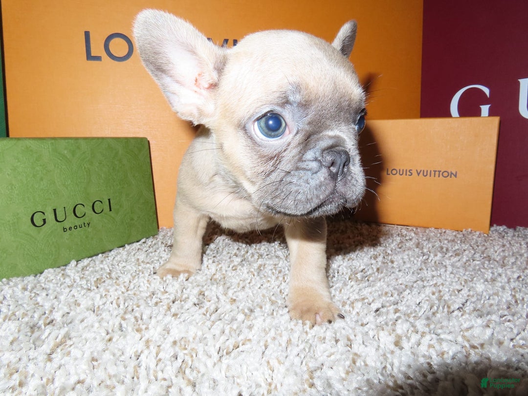 French Bulldog dogs for sale: Bella - Image 1
