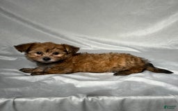 Bichpoo dogs for sale: Archie - Image 3
