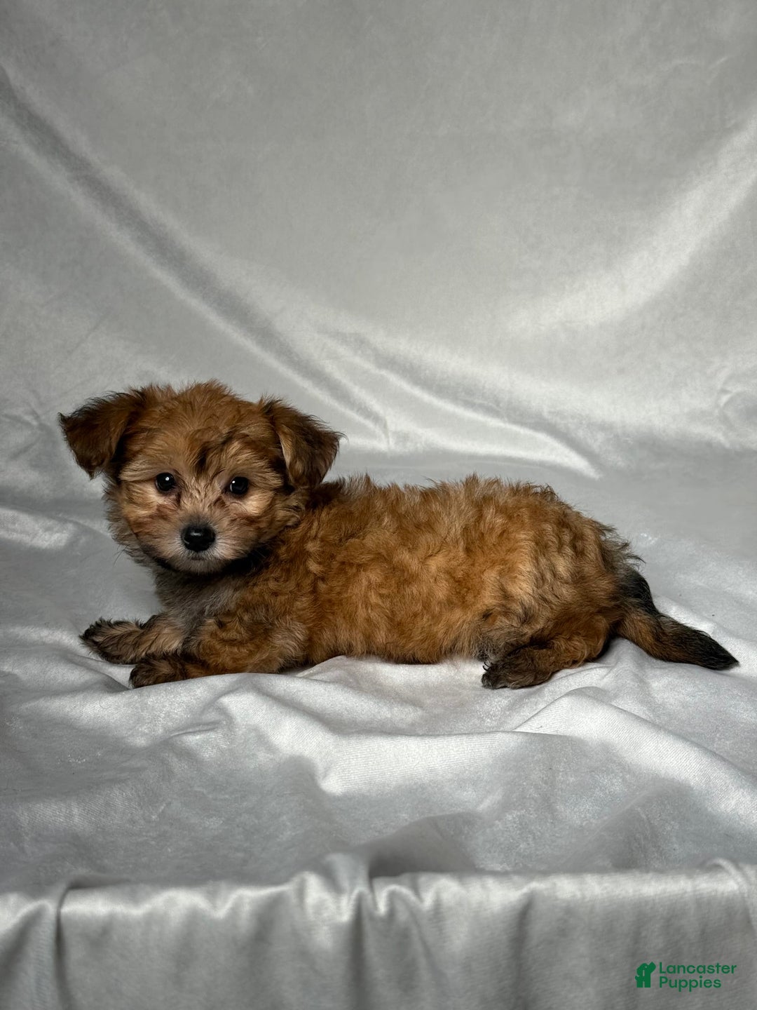 Bichpoo dogs for sale: Archie - Image 3