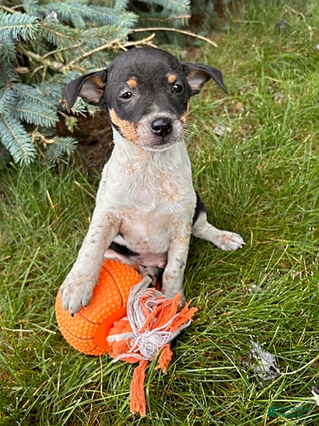 Rat Terrier dogs for sale: Samson - Image 1