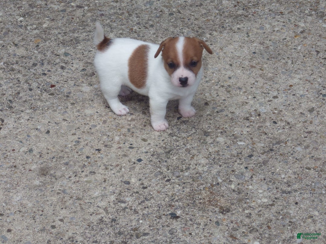 Jack Russell Terrier dogs for sale: Fillmore - Image 19