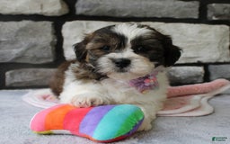 Teddy Bear dogs for sale: Addie - Image 1
