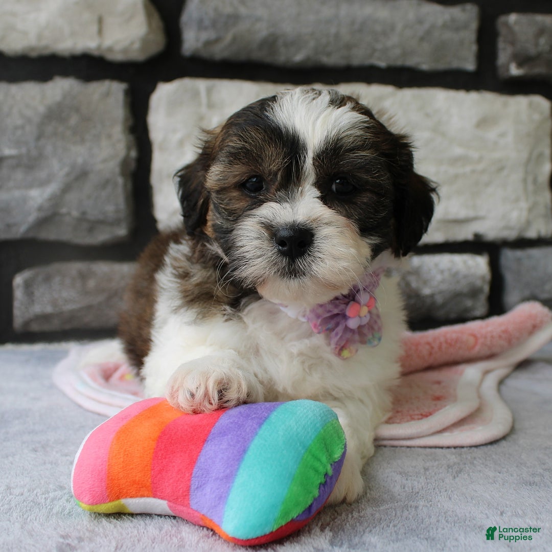 Teddy Bear dogs for sale: Addie - Image 1