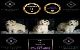 Maltipoo dogs for sale: Ares - Image 4