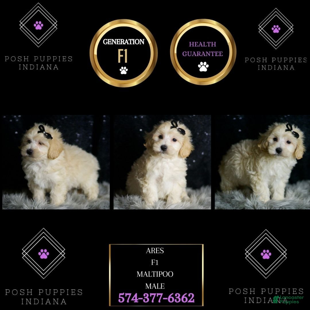 Maltipoo dogs for sale: Ares - Image 4