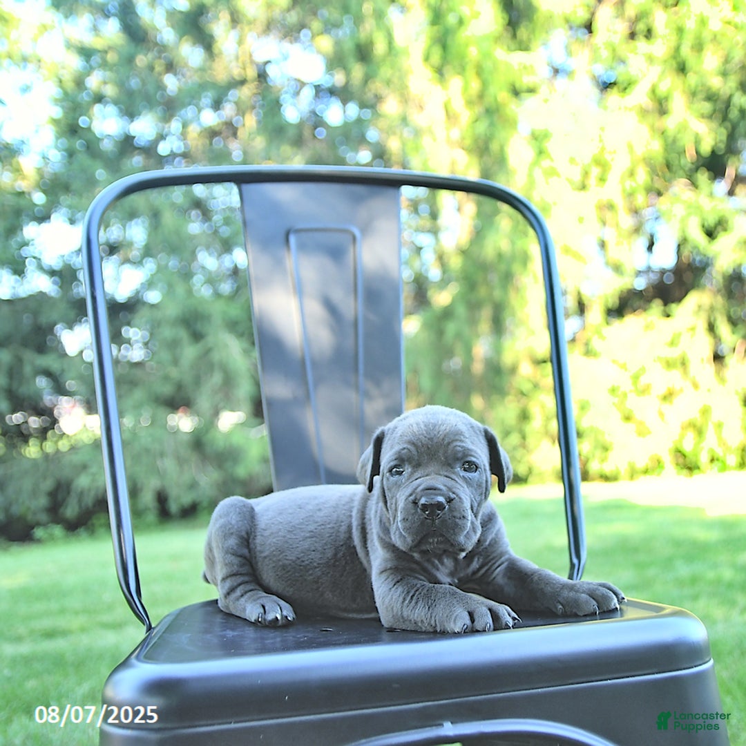 Cane Corso dogs for sale: Onyx - Image 1