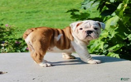 English Bulldog dogs for sale: Whitney - Image 21