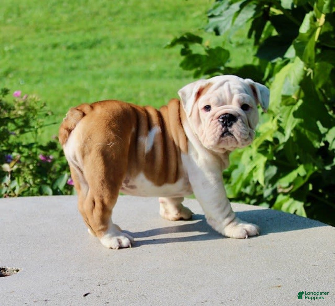English Bulldog dogs for sale: Whitney - Image 21