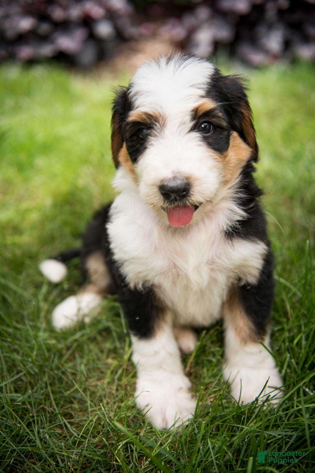 Bernedoodle dogs for sale: Bessie - Image 8