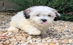 Teddy Bear dogs for sale: Custard - Image 3