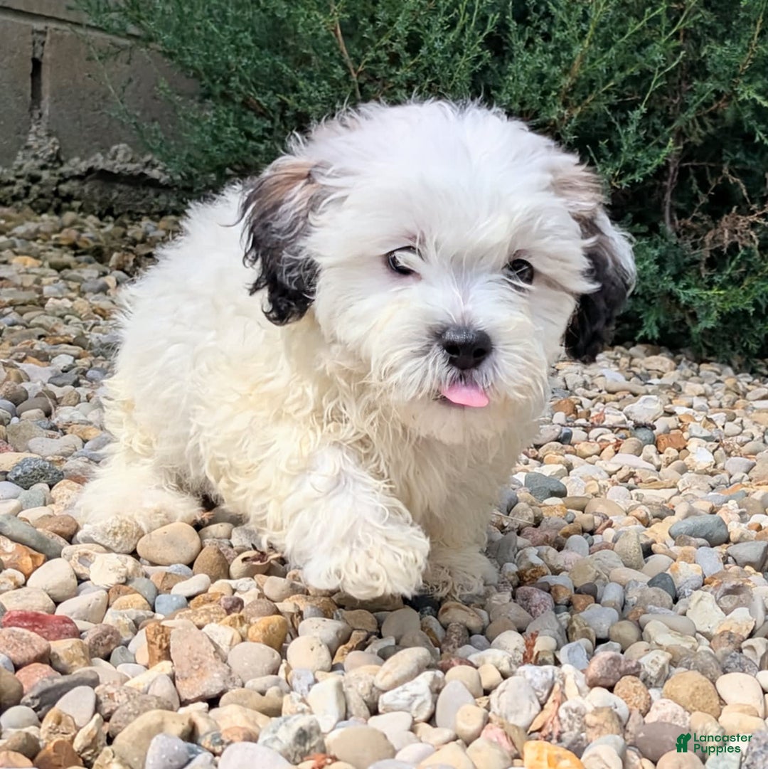 Teddy Bear dogs for sale: Custard - Image 3