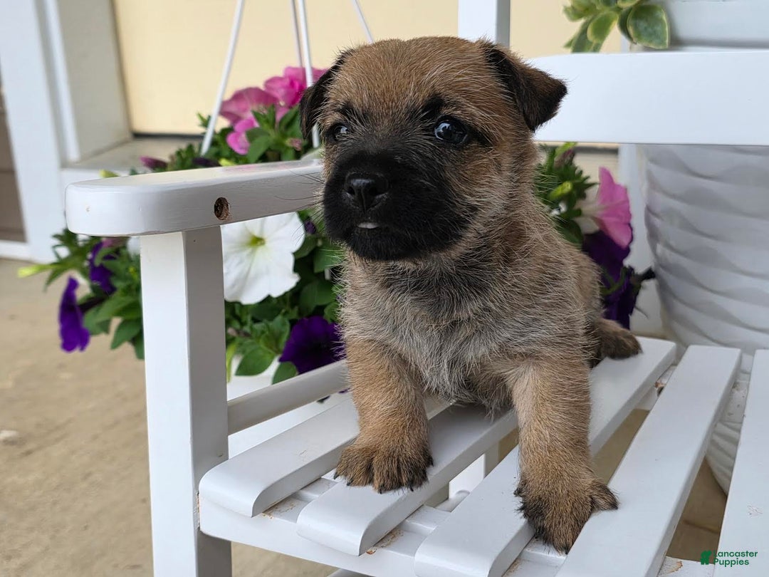 Cairn Terrier dogs for sale: Carol - Image 6