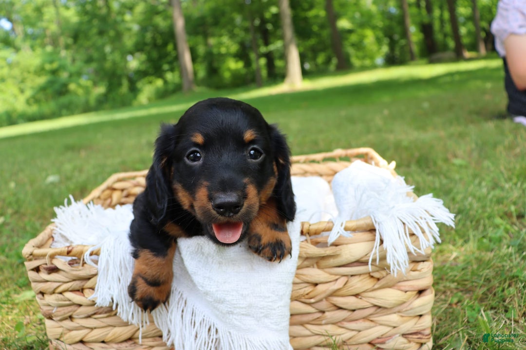 Miniature Dachshund dogs for sale: Miniature Dachshund 3 puppies - Image 2
