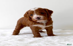 Mini Goldendoodle dogs for sale: Wrangler - Image 11