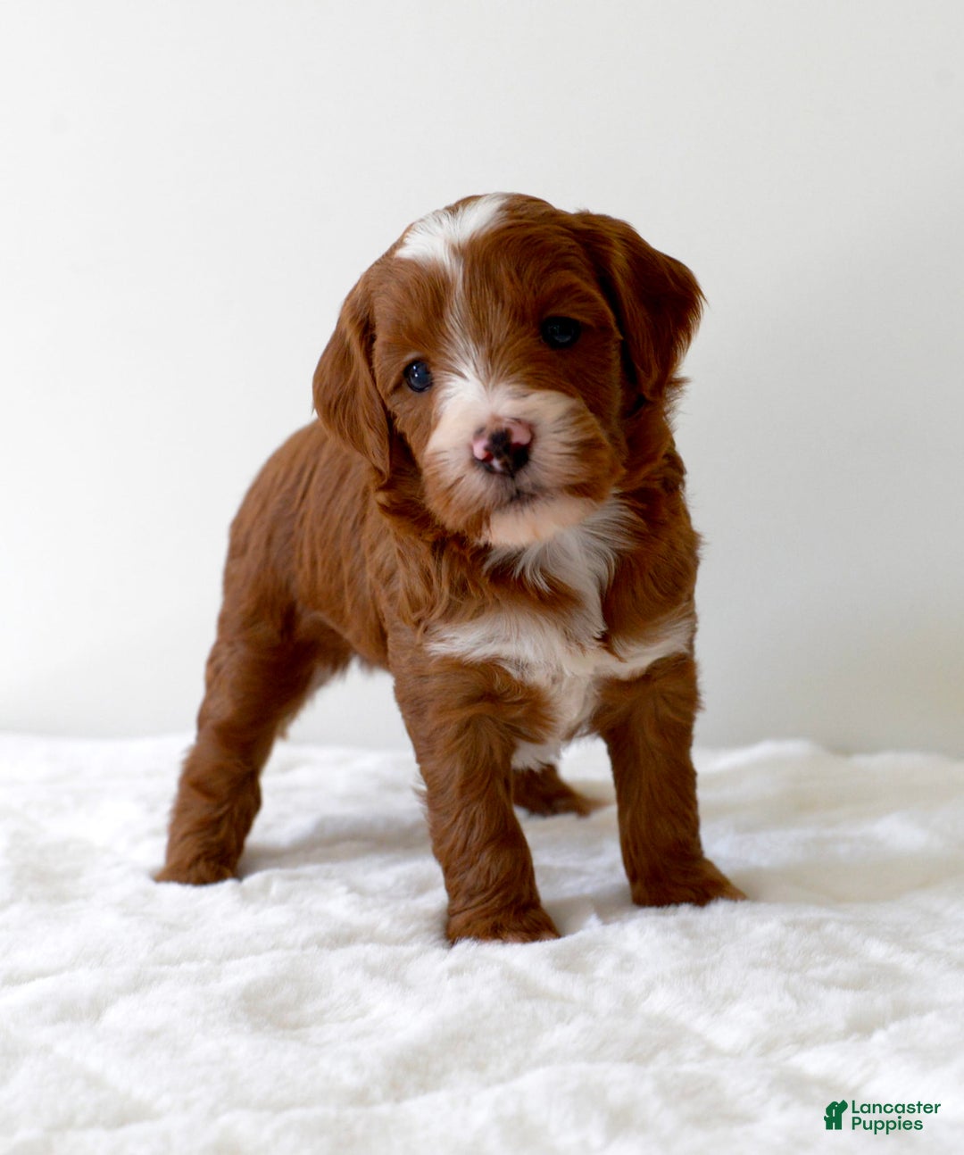 Mini Goldendoodle dogs for sale: Wrangler - Image 11
