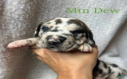 Great Dane dogs for sale: Mtn Dew - Image 1