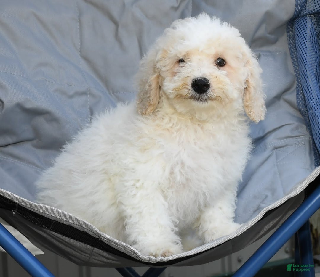Maltipoo dogs for sale: Riley - Image 6
